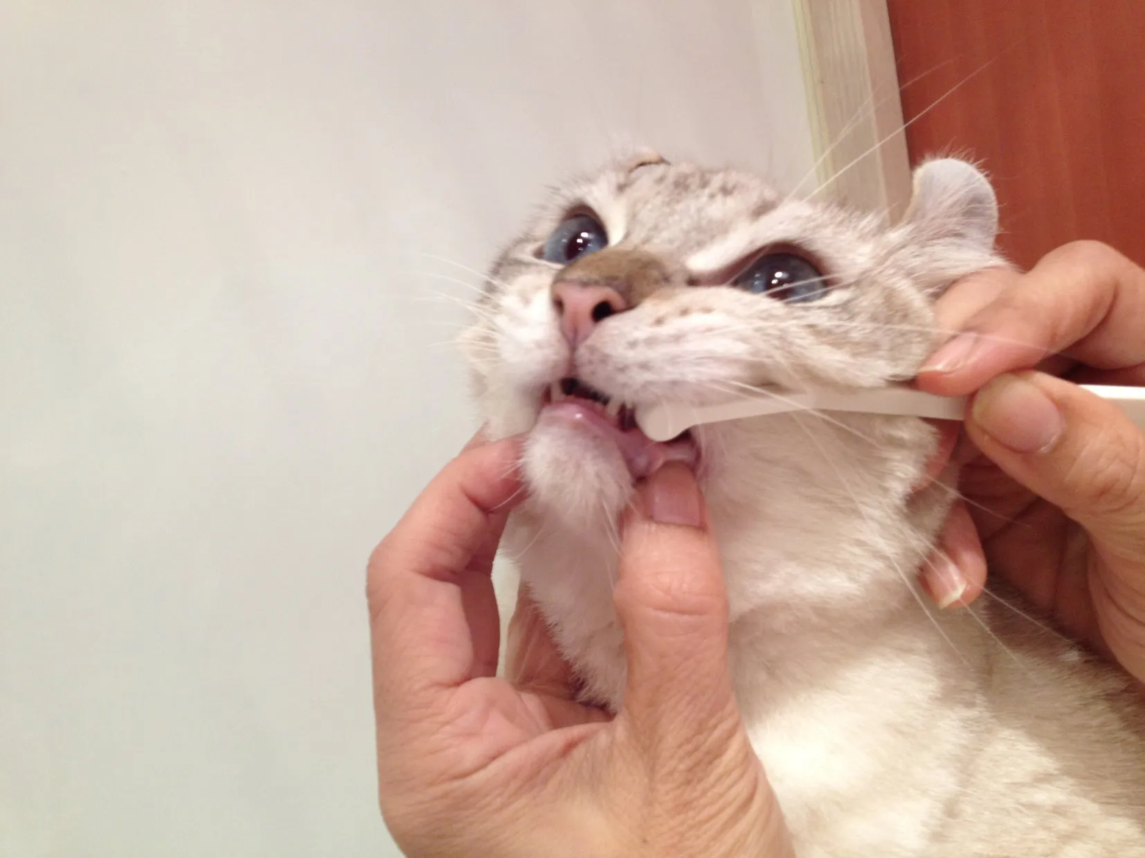 Mind Up Nyanko Care Micro Head Toothbrush For Dogs & Cats